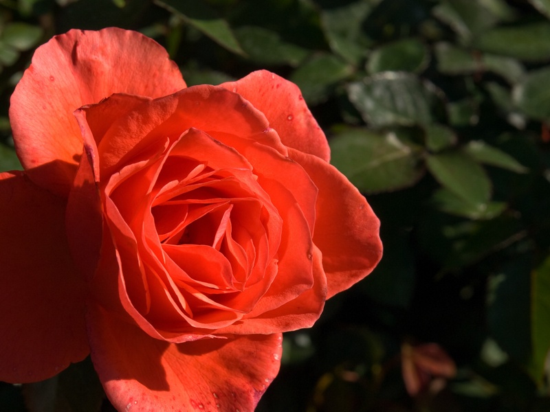 P9295844.jpg