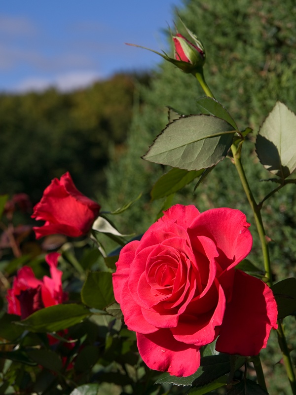 P9295854.jpg