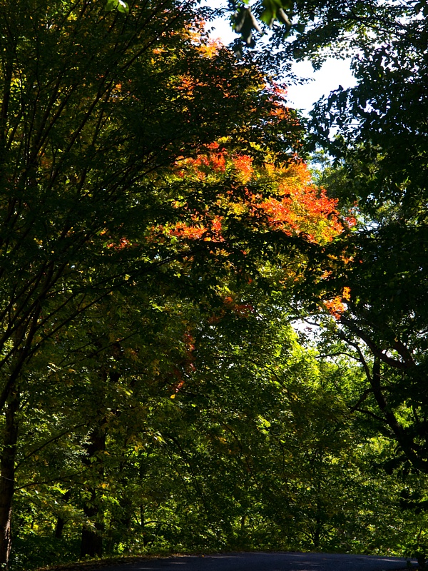 P9295886.jpg