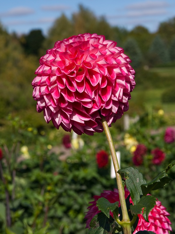 P9295941.jpg
