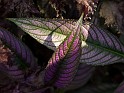 P9295871