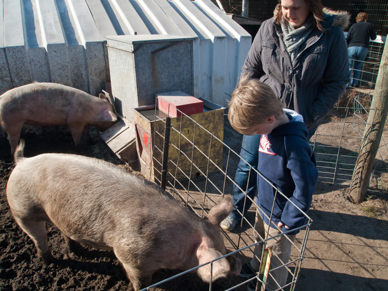 PA153369.jpg - Oink!