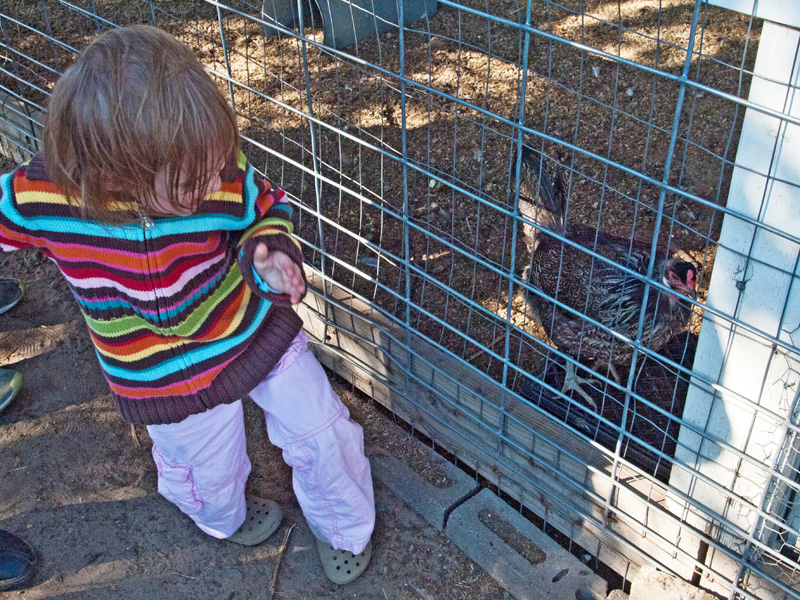 PA153375.jpg - She said this was her favorite chicken friend.