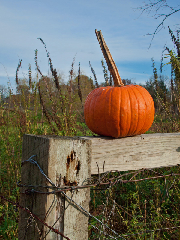 PA153516.jpg - Entering the pumpkin patch