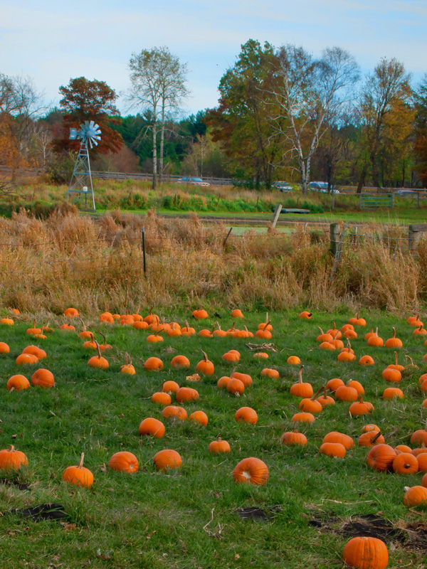 PA153541.jpg - Here's the "Fall" shot