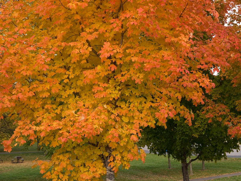 PA118695.jpg