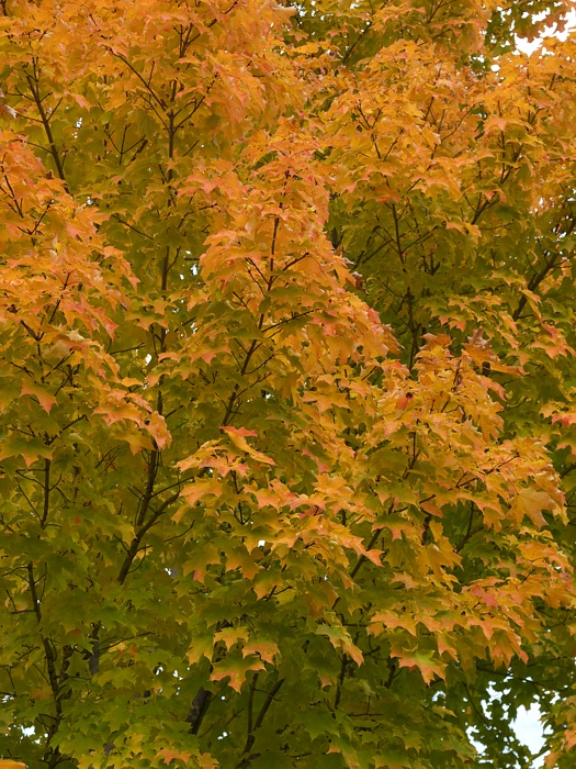 PA118727.jpg