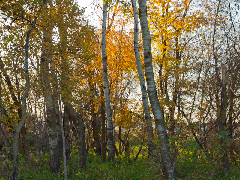 PA089775.jpg