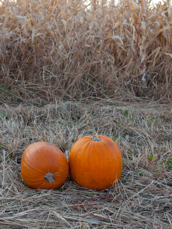 PA089855.jpg