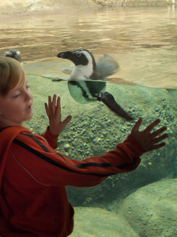 P9173089.jpg - Penguin Visit