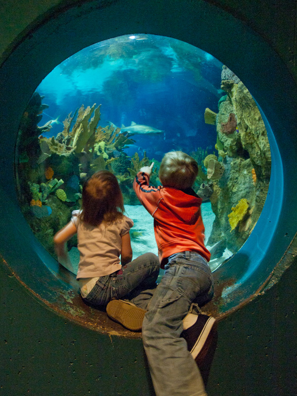 P9173191.jpg - Window on the underwater world