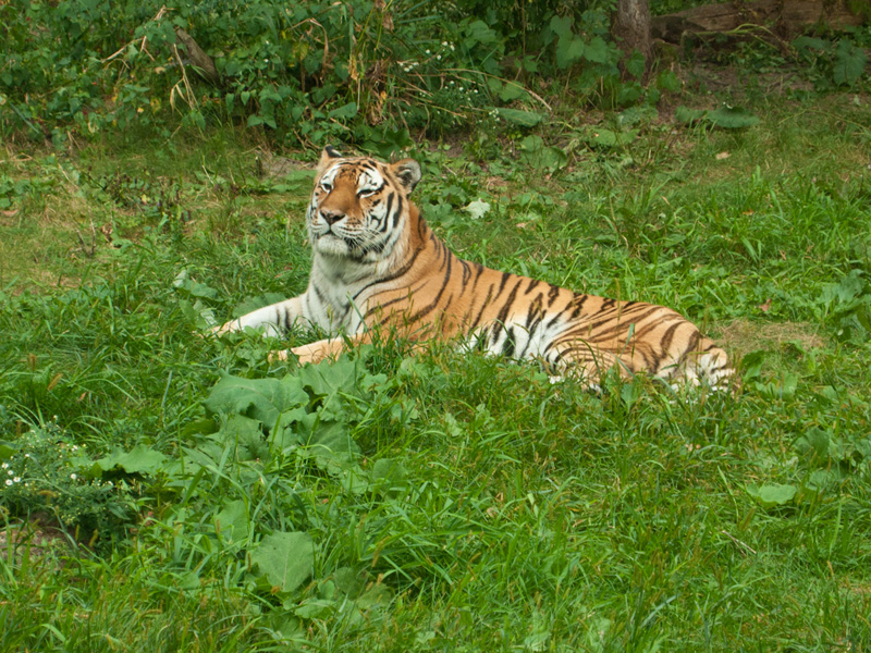 P9173289.jpg - His magesty