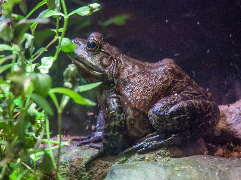 P8116475.jpg - Ribbit!