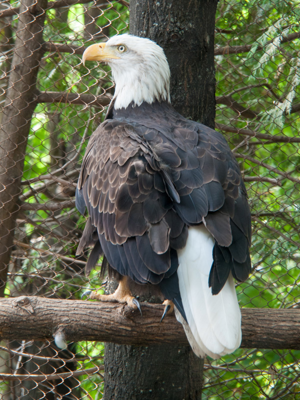P8116504.jpg - Injured eagle