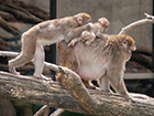 Minnesota Zoo
