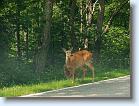 P7290688 * In addition to these deer, we saw a black bear * 600 x 451 * (193KB)