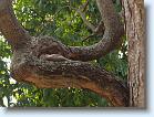 P7280593 * This squirrel had the right idea for how to pass a hot afternoon * 600 x 451 * (196KB)