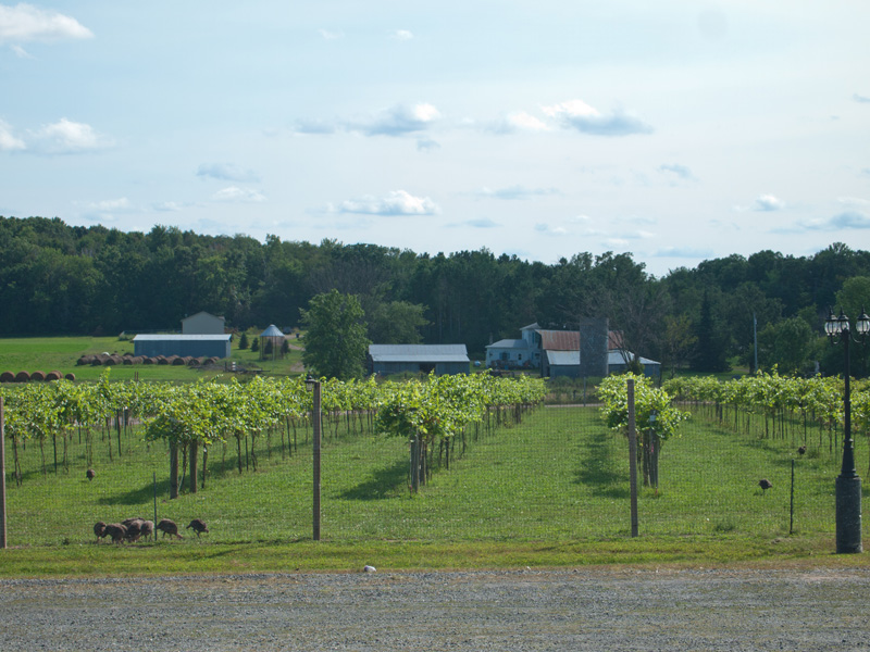 11082416.jpg - The vines are five years old and beginning to produce now.