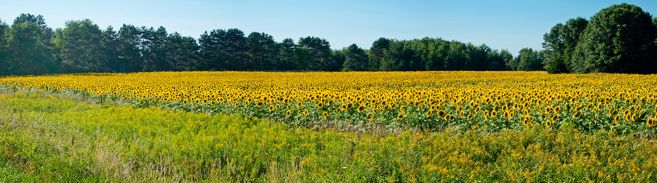 11082439.jpg - We passed a field of sunflowers on the way home